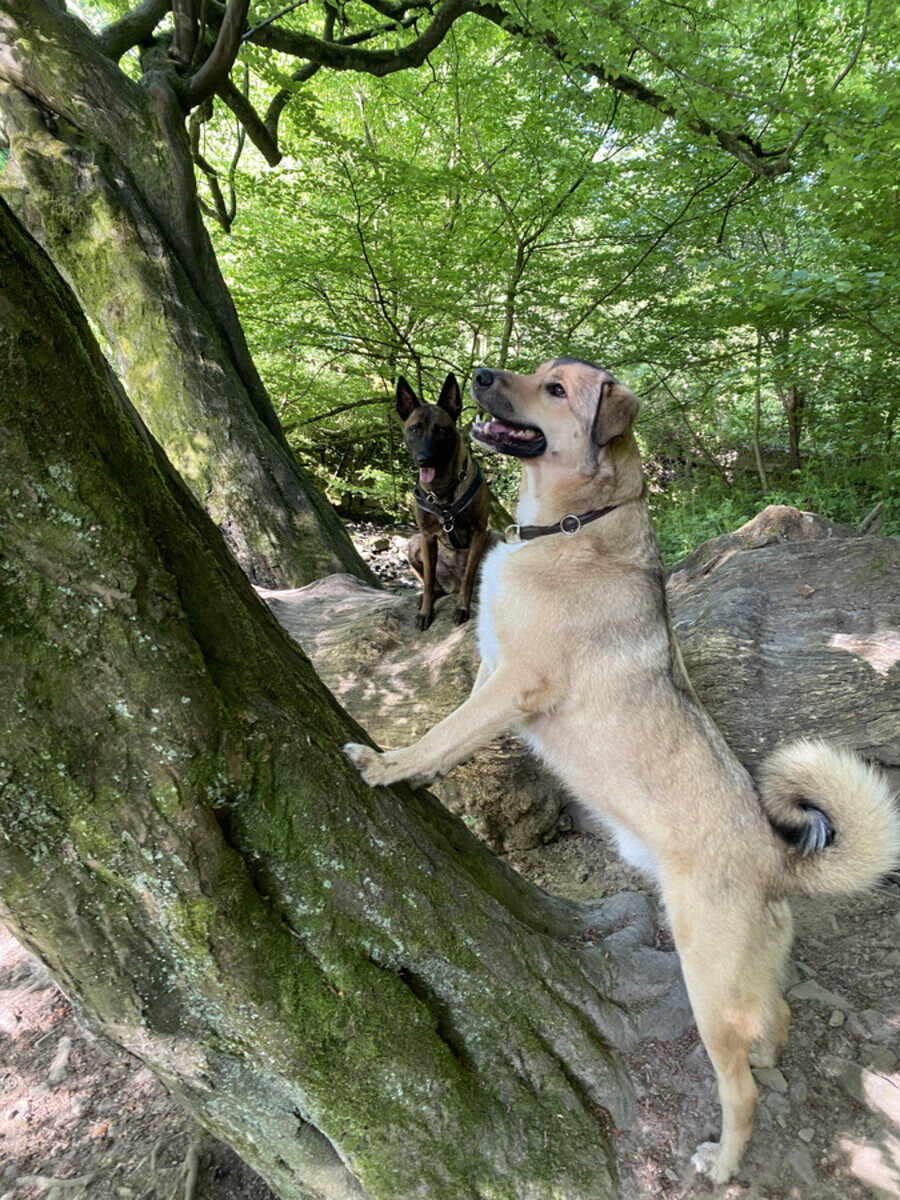 Zwei Hunde erkunden gemeinsam einen umgestürzten Baum im Wald