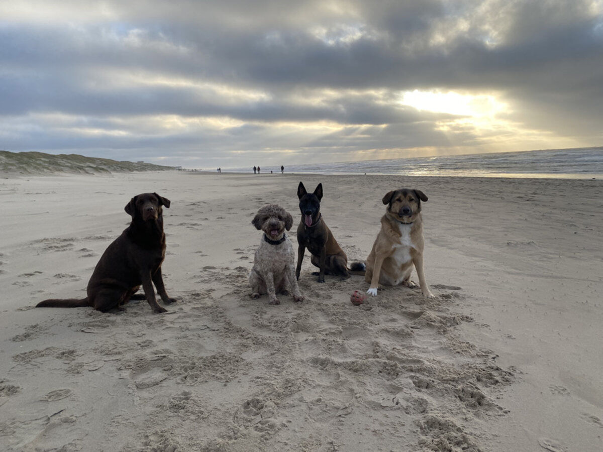 Vier Hunde sitzen orientiert am Strand