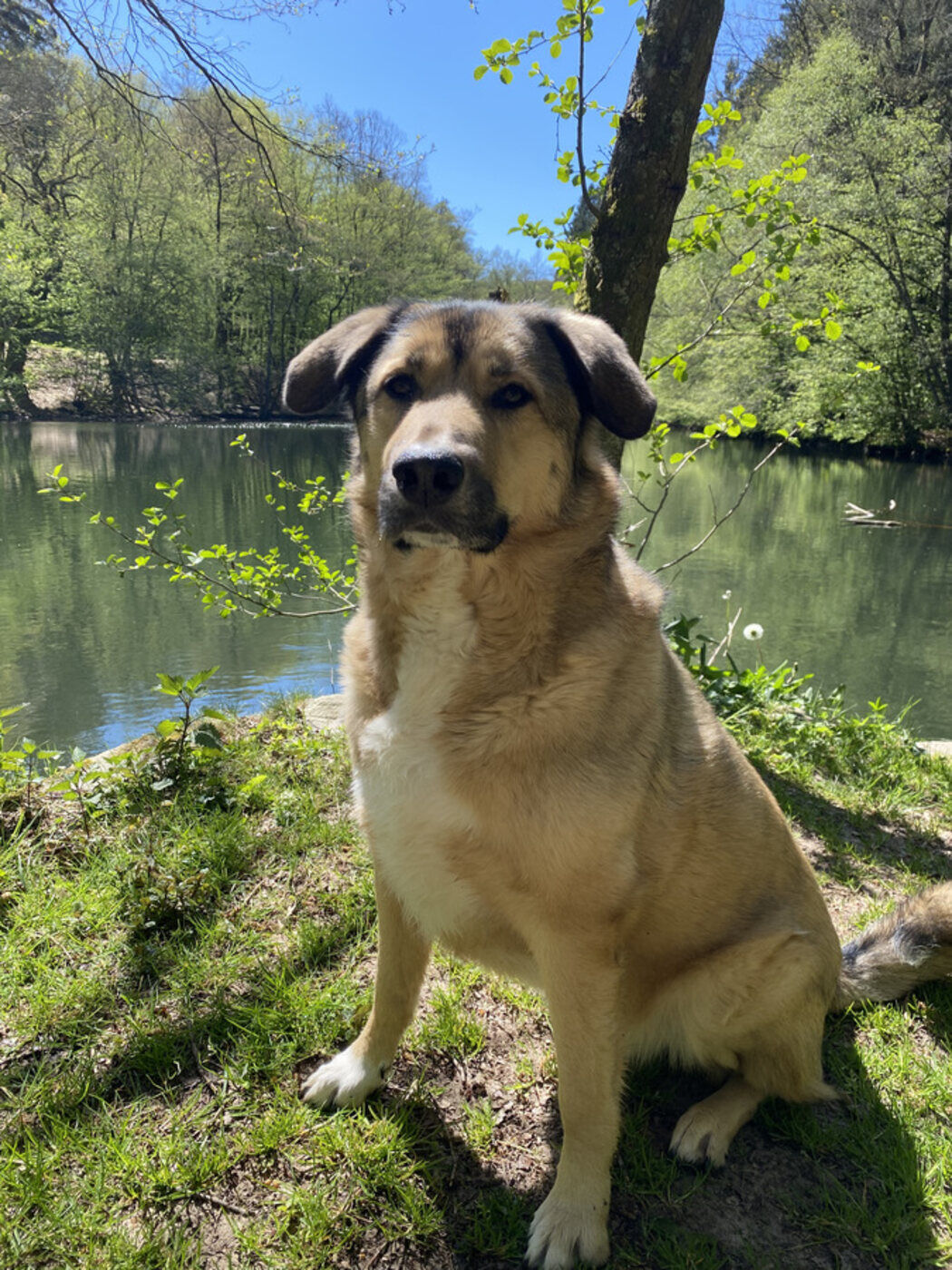 Paul, der Hund von Sandra Hörder, sitzt an einem See