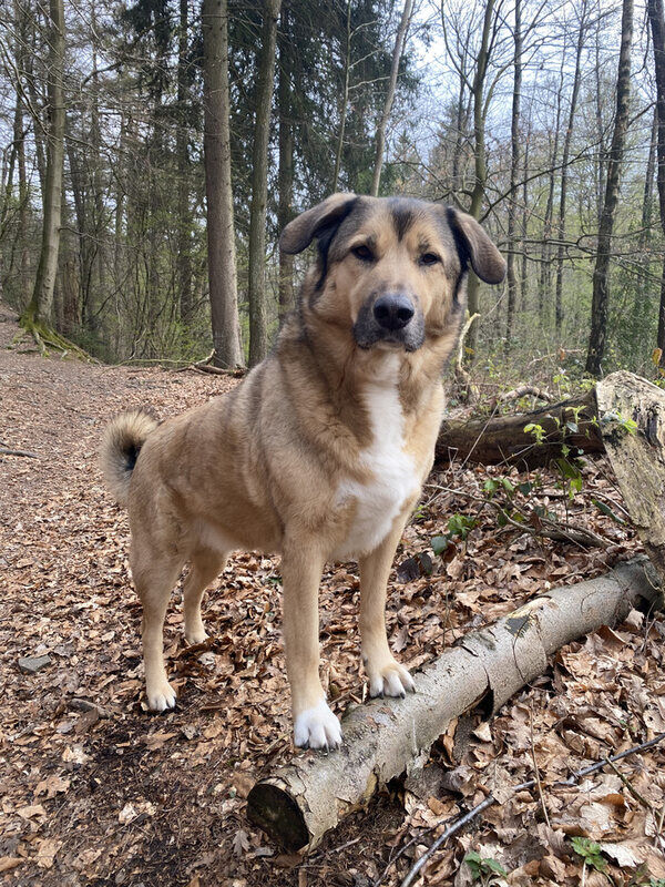 Paul, der Lehrmeister-Hund