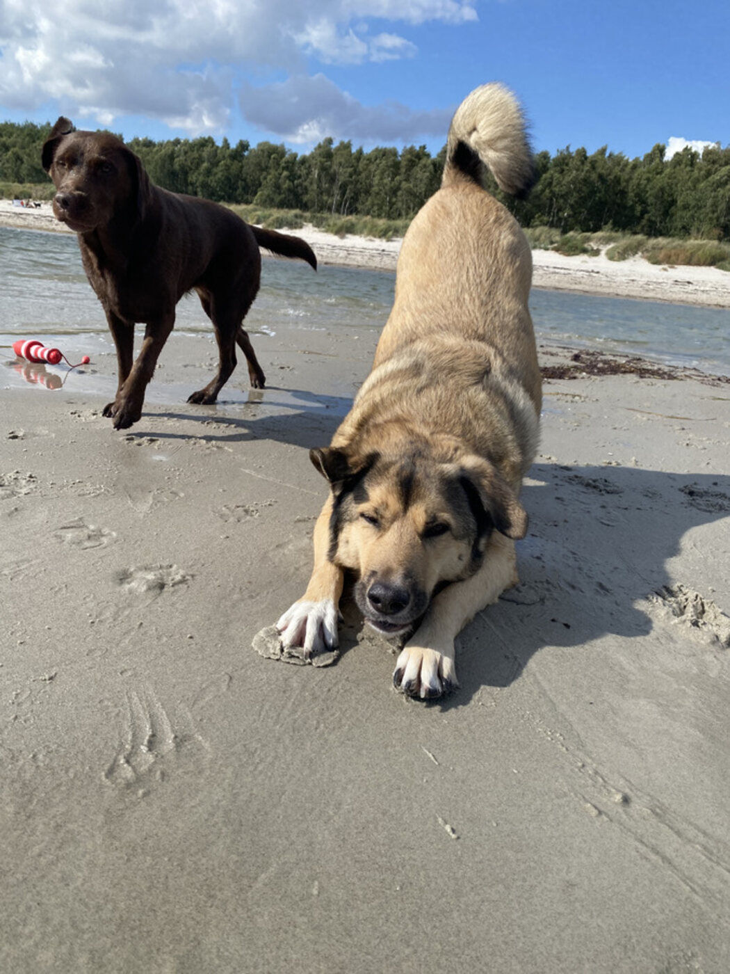 Entspannter Hund in einer verspielten Spielverbeugung am Strand
