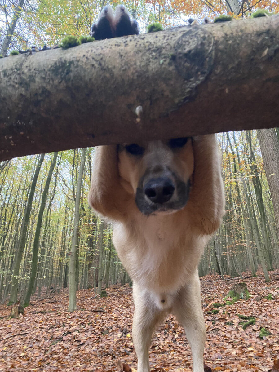 Hund stellt sich verspielt mit den Pfoten auf einen Baumstamm